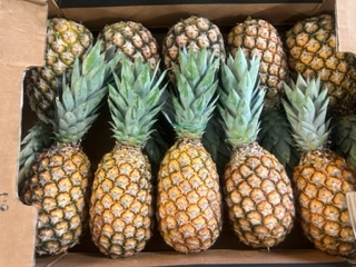 ANANAS PAIN DE SUCRE  + -  11 KG