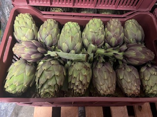 ARTICHAUT VIOLET + - 6 KGS