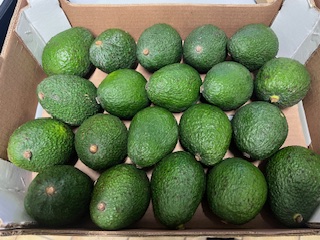 AVOCAT HASS X20 1er prix