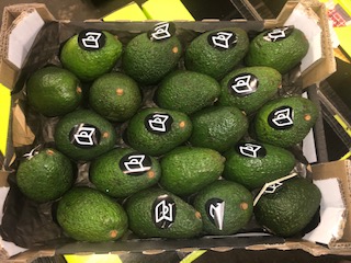 AVOCAT M0NTOSA X20