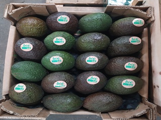 AVOCAT BIO X18