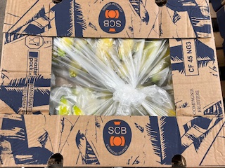 BANANE SCB  +-19 KG