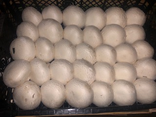 CHAMPIGNON GROS 2KG