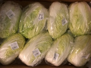 CHOU CHINOIS  + - 11 kg