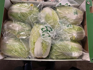 CHOU CHINOIS  + - 7 kg