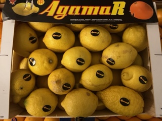 CITRON CAT 2 + - 6.5 KG