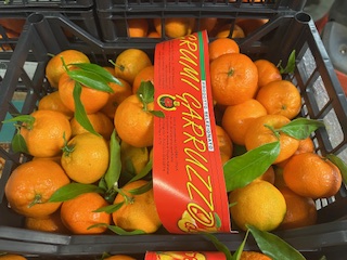 CLEM FEUILLE " calabre " + - 10 KGS