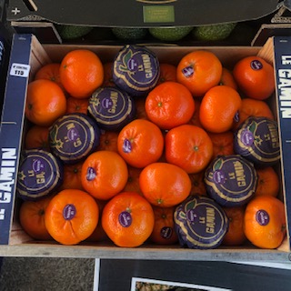 CLEMENTINE TANGO GAMIN + - 5.5 kg