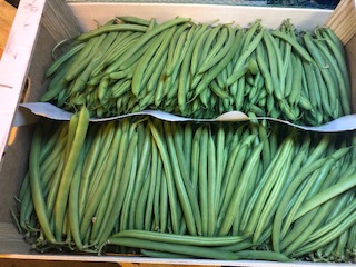 HARICOT VERT  4 KG