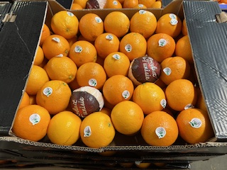 ORANGE MALTAISE CAL 5  + - 14.5  KG