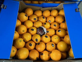 ORANGE Maltaise cal 7  + -  13  KG