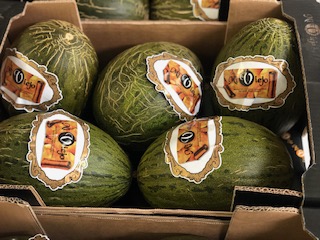 MELON Vert + - 12  KGS