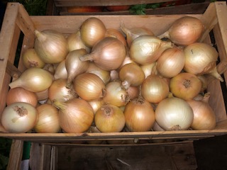 OIGNON DOUX + -  17 KG