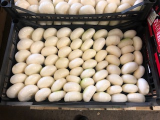 OIGNON COUPER FRAIS + - 4.5  KG