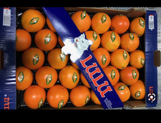 ORANGE LULU  + - 8.5  KG