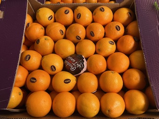 ORANGE MALTAISE CAL 5  + - 13  KG