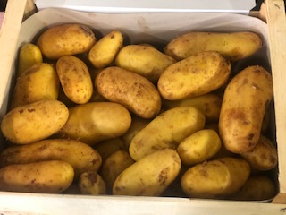 P.DE.TERRE SPUNTA + -  12.5 KG