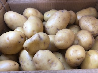 P.D.T  AGATA   12.5KG