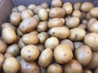 P.D.T GRENAILLE  12.5 KG