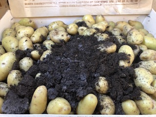 P.DE.TERRE RATTE 5 KG