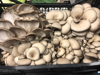 CHAMPIGNON PLEUROTE  +-3 KG
