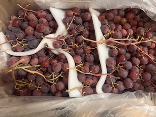 RAISIN Globe + - 8.2 KG