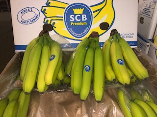 BANANE SCB  +-19 KG